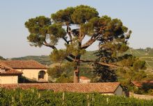 Foto 1 di Bed and Breakfast - Tenuta Fagnanetto