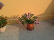 Foto 1 di Casa Vacanza - Holidays Flat